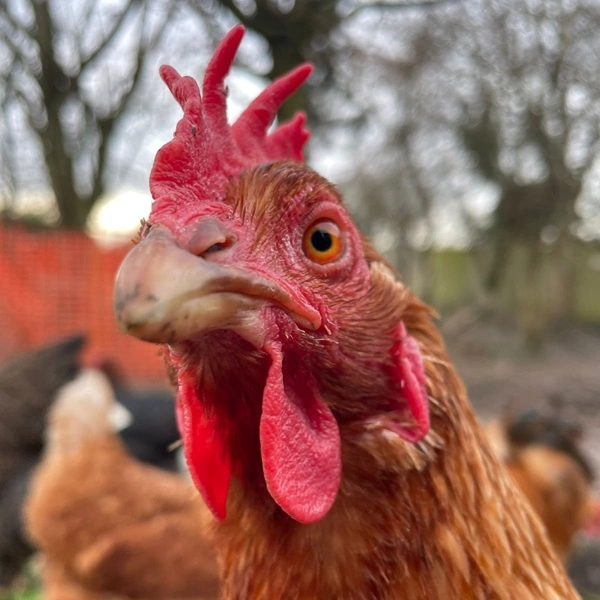 Hens Hens