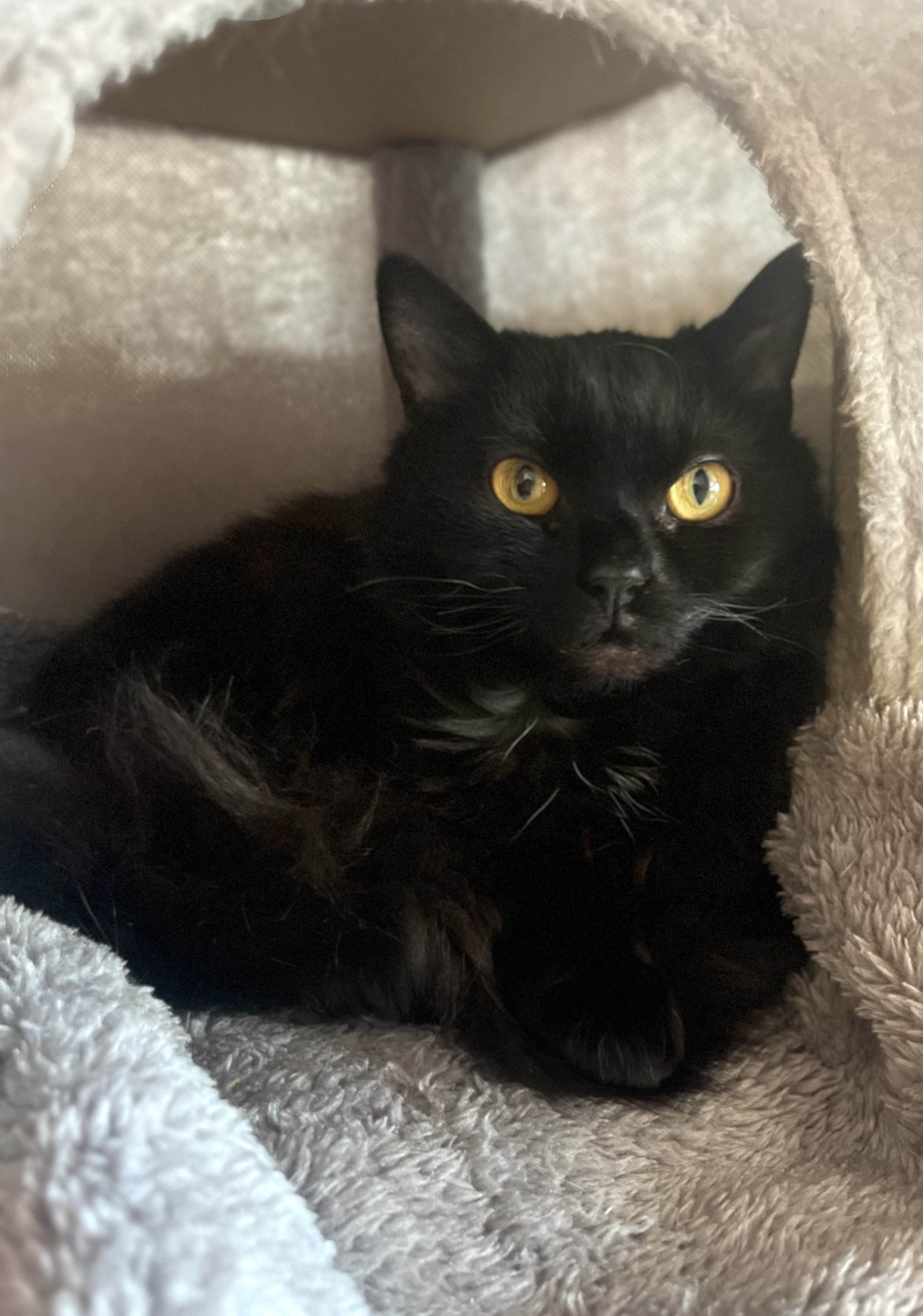 Binx Binx