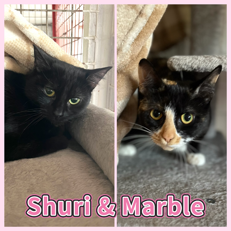 Shuri & Marble
