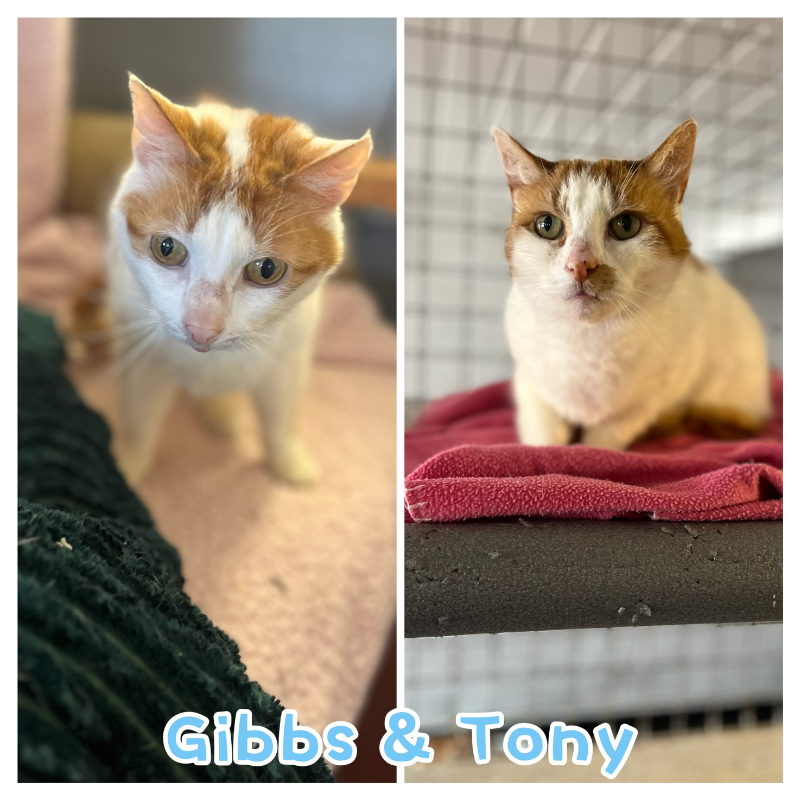 Gibbs & Tony