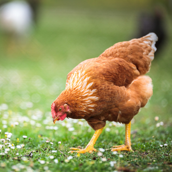 Chickens