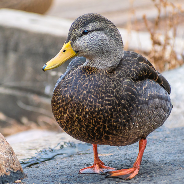 Ducks