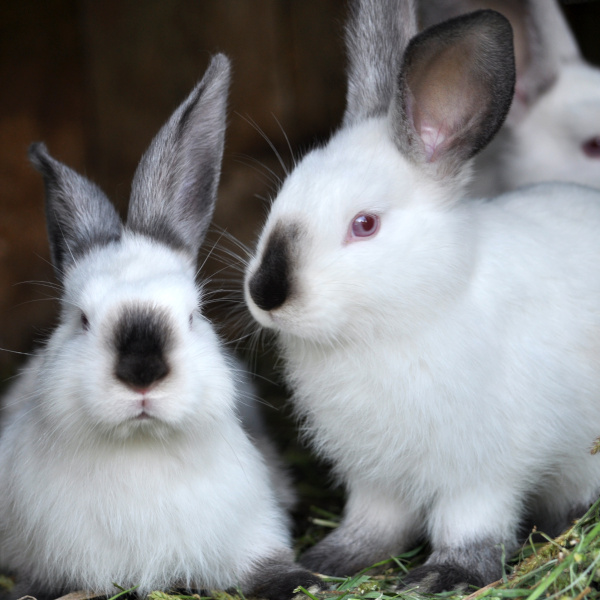 Rabbits