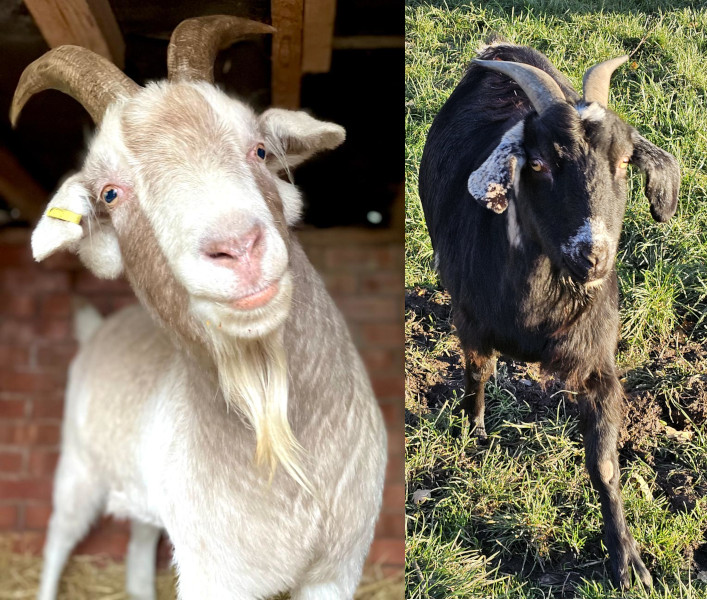 Pauly, Ivy, Bramble & Nutty