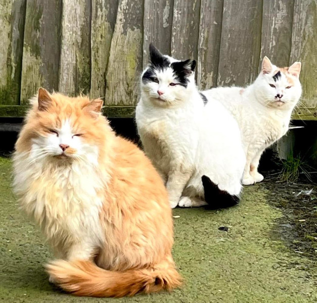 Savu, Dadu & Ragu
