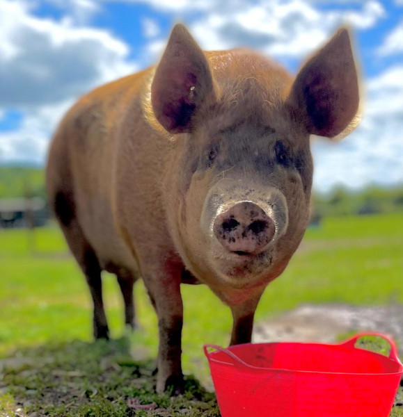Tammy