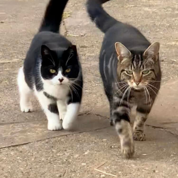 Lily & Roxy