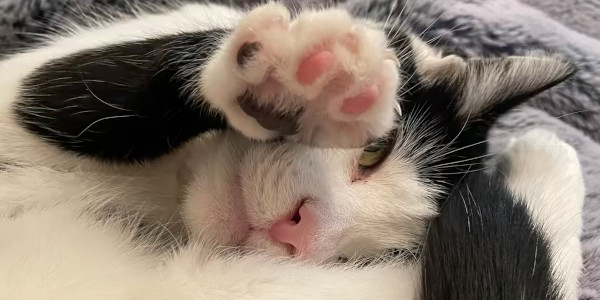 Adopt an animal from Redgate Farm Animal Sanctuary